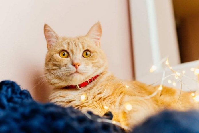 10 Simple Ways to Make Your Home Comfortable for Your Pets